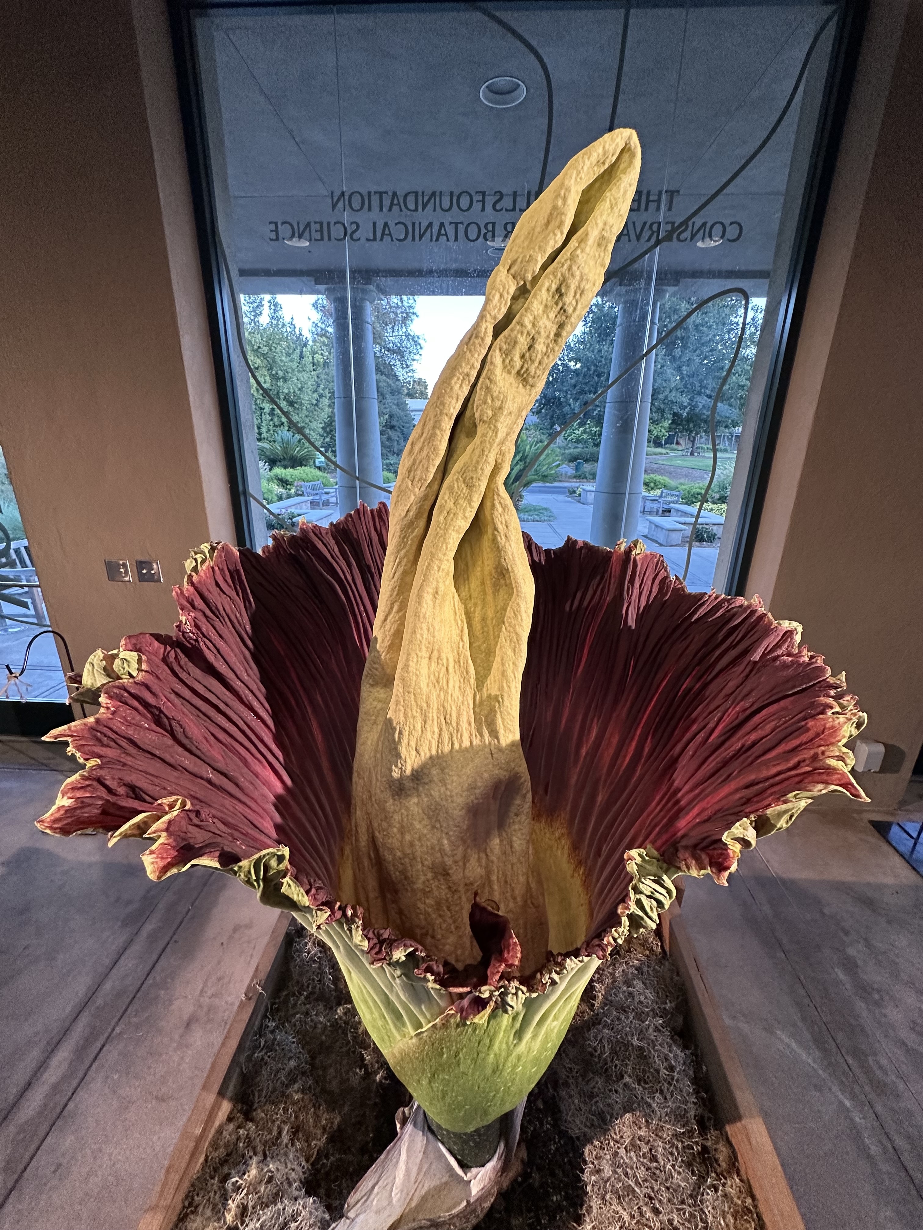 Dramatic flower bloom against a dark background